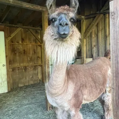 Llama Farm Animals
