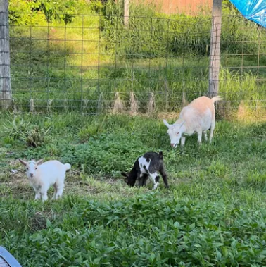 Herd of Nigerian Dwarf goats